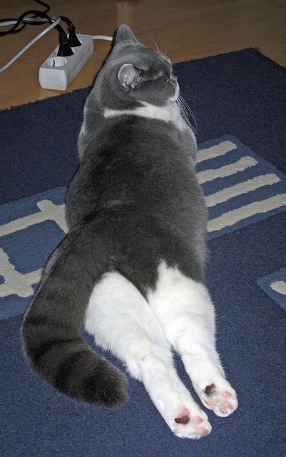 自由搏击赛事规模和水平提升,自由搏击国际比赛叫什么