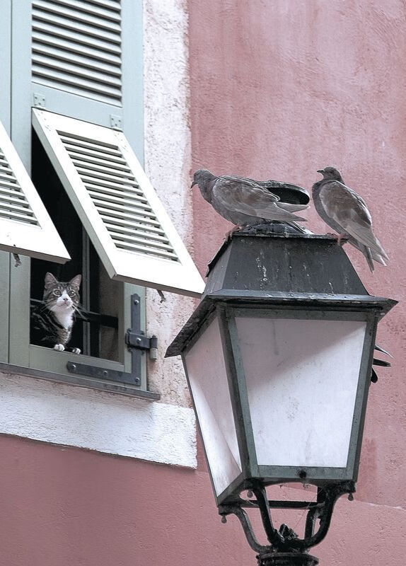 开云真人-中国篮球题材纪录片获得国际奖项讲述球员成长奋斗经历，篮球人物纪录片全部